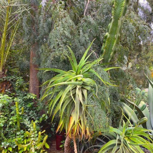 DAR AL HOSSOUN MAISON D'HOTES TAROUDANT ECO LOGDE balinaise