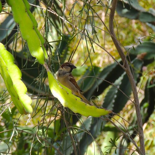 DAR AL HOSSOUN MAISON D'HOTES TAROUDANT ECO LOGDE oiseau