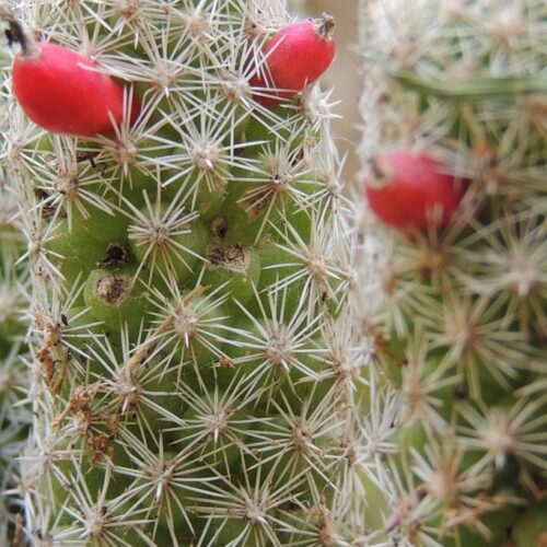 DAR AL HOSSOUN MAISON D'HOTES TAROUDANT ECO LOGDE fleur