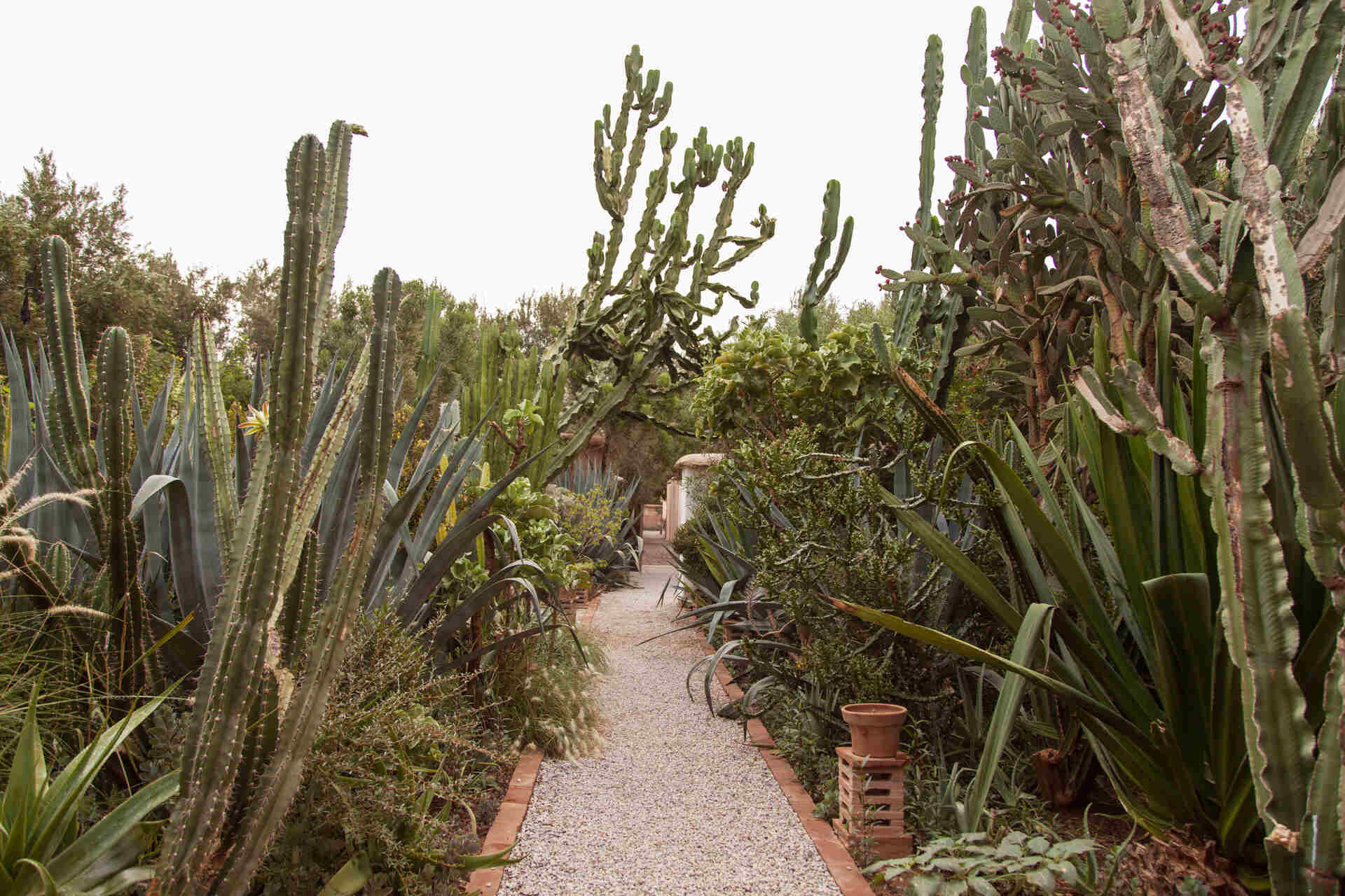 DAR EL HOSSOUN TAROUDANT jardin 2