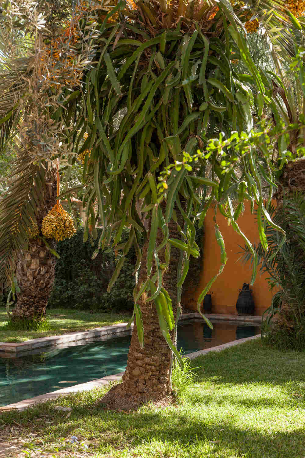 DAR EL HOSSOUN TAROUDANT jardin exotique 1